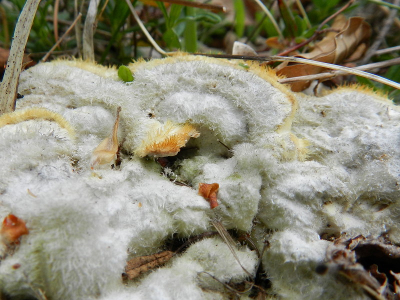 Terzo del 1� maggio